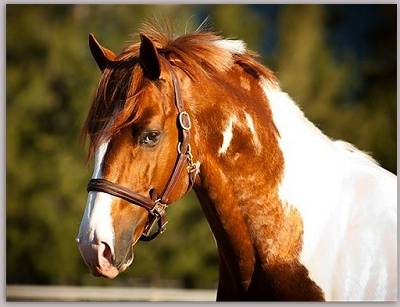 Umenno - KWPN Coloured Warmblood Stallion